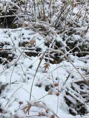 Northern long sedge(Carex folliculata)