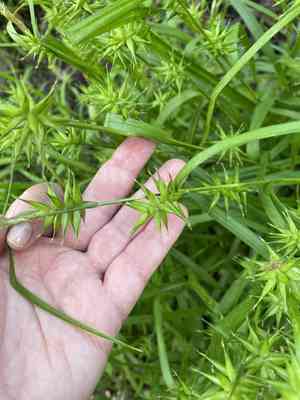 Northern long sedge(Carex folliculata)
