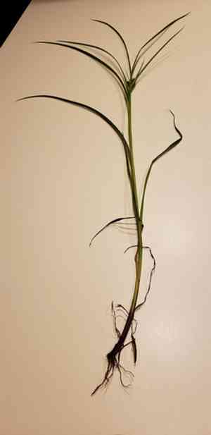 Frank's sedge(Carex frankii)