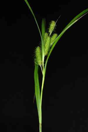 Frank's sedge(Carex frankii)