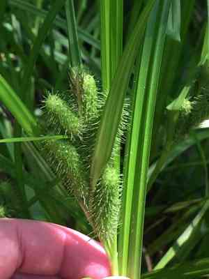Frank's sedge(Carex frankii)