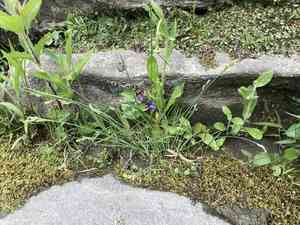 Elk sedge(Carex garberi)