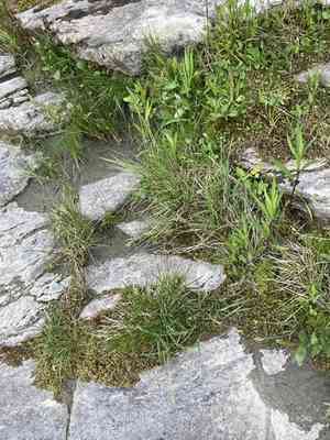Elk sedge(Carex garberi)