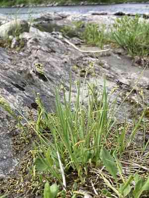 Elk sedge(Carex garberi)