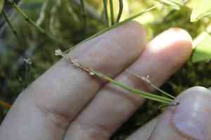 Elk sedge(Carex garberi)