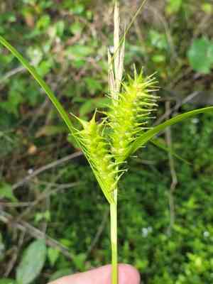 Giant sedge(Carex gigantea)