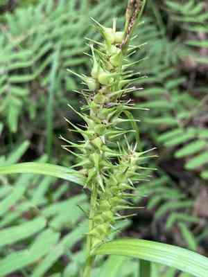 Giant sedge(Carex gigantea)