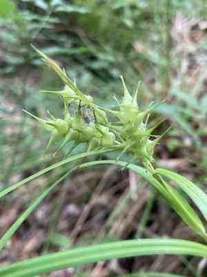 Giant sedge(Carex gigantea)