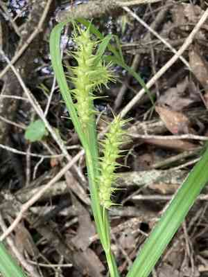 Giant sedge(Carex gigantea)