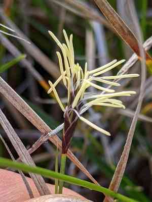 Roundfruit sedge(Carex globosa)