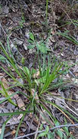 Roundfruit sedge(Carex globosa)
