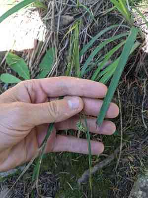 Roundfruit sedge(Carex globosa)