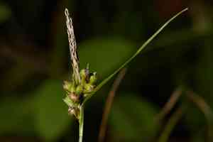 Roundfruit sedge(Carex globosa)