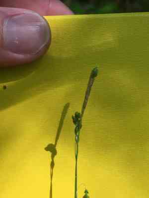 Graceful sedge(Carex gracillima)