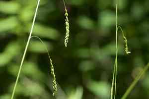 Graceful sedge(Carex gracillima)
