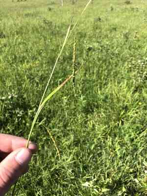 Graceful sedge(Carex gracillima)