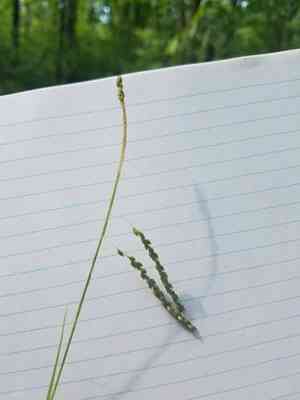 Graceful sedge(Carex gracillima)