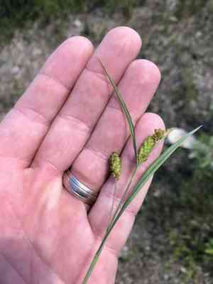Limestone meadow sedge(Carex granularis)
