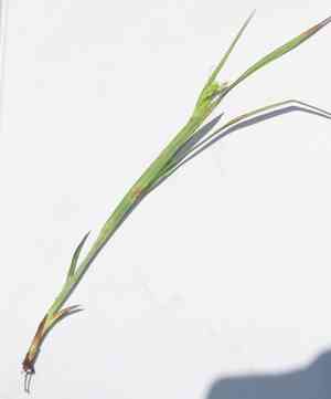 Limestone meadow sedge(Carex granularis)