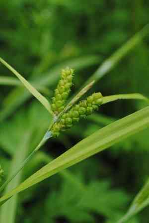 Limestone meadow sedge(Carex granularis)