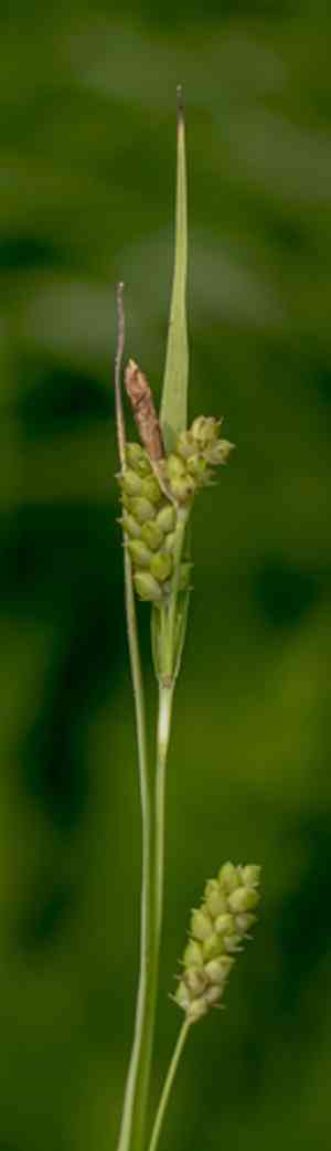 Limestone meadow sedge(Carex granularis)