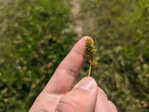 Heavy sedge(Carex gravida)