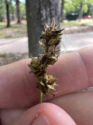Heavy sedge(Carex gravida)