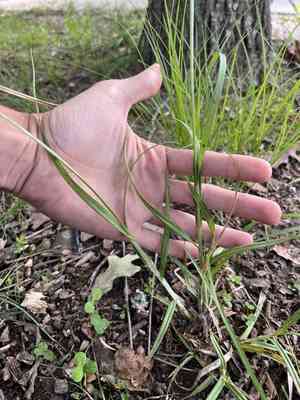 Heavy sedge(Carex gravida)