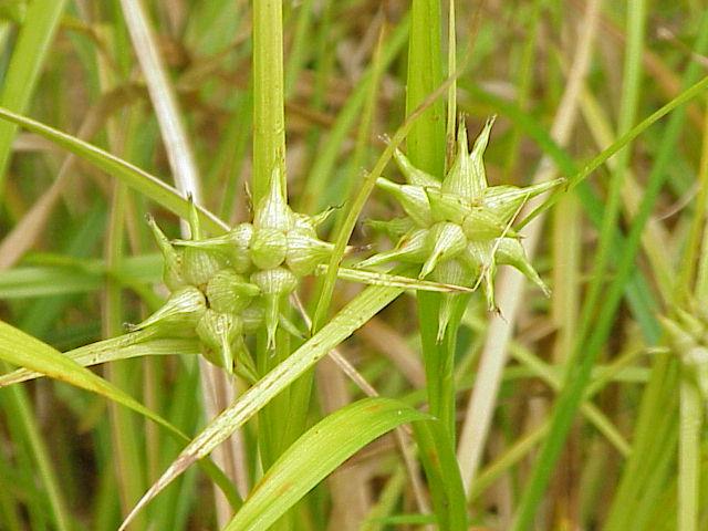 Gray's Sedge