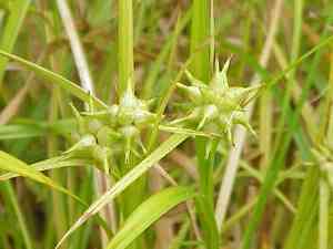 Gray's Sedge(Carex grayi)