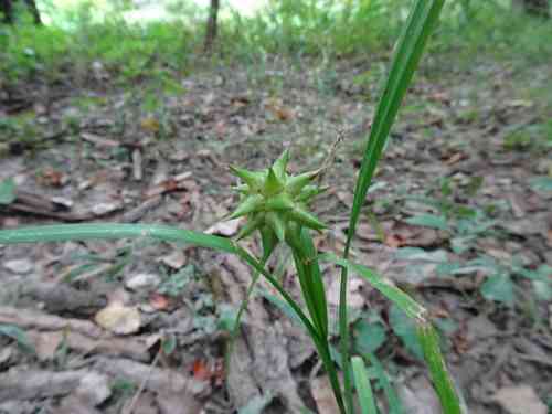 Gray's Sedge(Carex grayi)