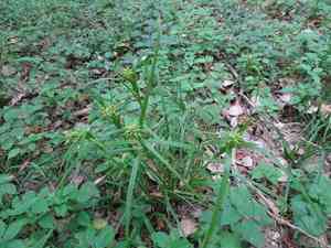Gray's Sedge(Carex grayi)