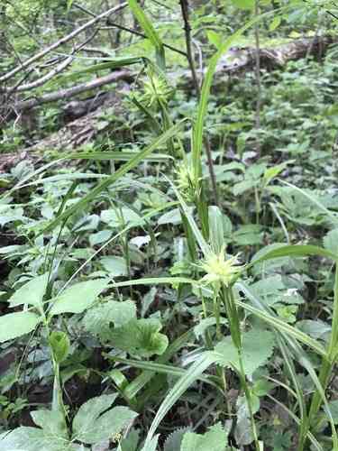 Gray's Sedge(Carex grayi)