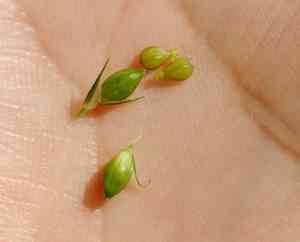 Inflated narrow-leaf sedge(Carex grisea)