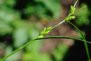 Inflated narrow-leaf sedge(Carex grisea)