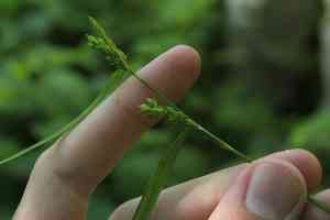 Inflated narrow-leaf sedge(Carex grisea)