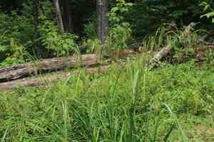Nodding sedge(Carex gynandra)