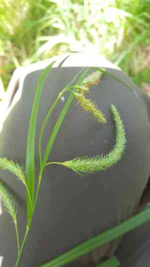 Nodding sedge(Carex gynandra)