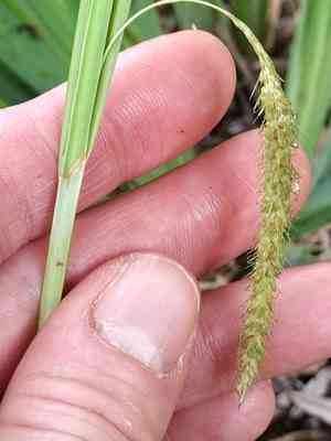 Nodding sedge(Carex gynandra)