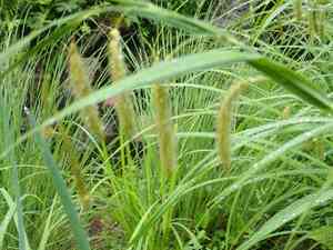 Nodding sedge(Carex gynandra)
