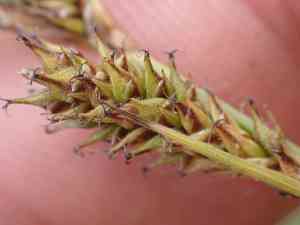 Hybrid sedge(Carex gynodynama)