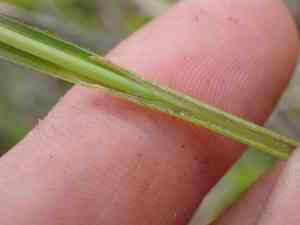 Hybrid sedge(Carex gynodynama)