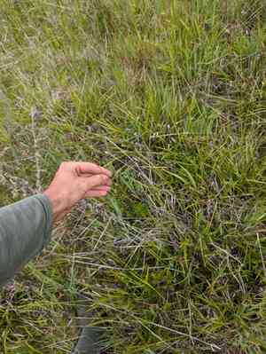 Hybrid sedge(Carex gynodynama)