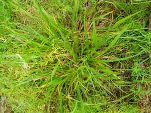 Hybrid sedge(Carex gynodynama)