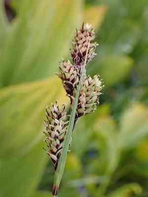 Different-nerve sedge(Carex heteroneura)