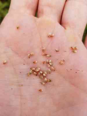 Fuzzy wuzzy sedge(Carex hirsutella)