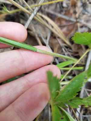Fuzzy wuzzy sedge(Carex hirsutella)