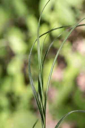 Fuzzy wuzzy sedge(Carex hirsutella)