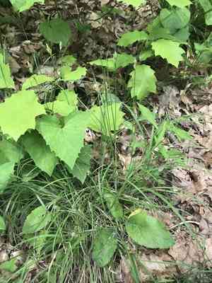 Fuzzy wuzzy sedge(Carex hirsutella)