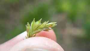 Pubescent sedge(Carex hirtifolia)